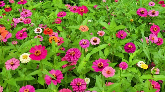 The zinnias blooming in summer