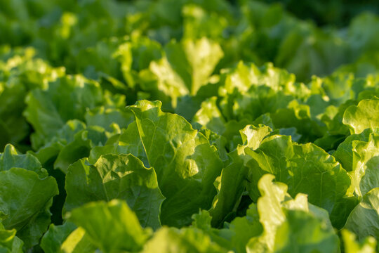 Green lettuce leaves growing in a field