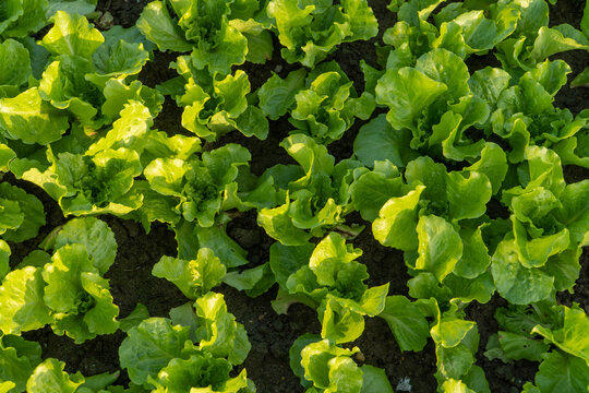 Green lettuce plants growing in soil