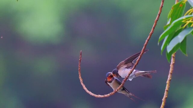 Close up of an adult barn swallow bird feeding an insect to its hungry fledgling on a curved branch against a soft blurred background