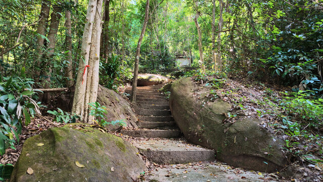 And keywordsForest trail, stone stairway, tropical woodland path through lush green foliage and moss covered boulder dappled sunlight, peaceful outdoor travel scene for nature exploration