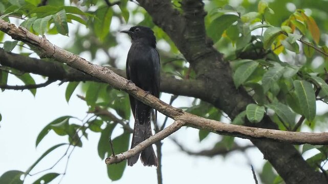 Low angle view of a black drongo bird with a forked tail perched on a tree branch against a bright sky