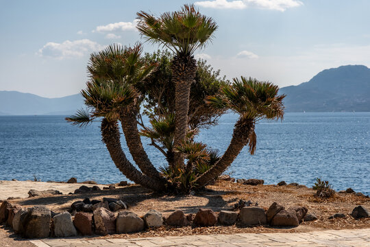 A distinctive multi-trunk Mediterranean fan palm grows along a seaside path overlooking the deep blue waters and mountainous horizon of the Saronic Gulf on Aegina Island, Greece.