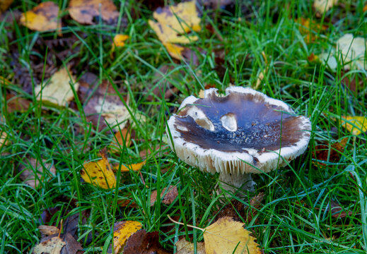 Russula or Brittlegilss, mushroom close-up outdoor image of a single wild mushroom growing in a patch of green grass scattered with fallen autumn leaves.