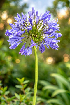 Agapanthe bleue