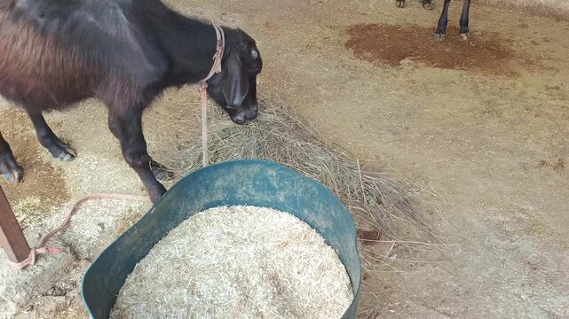 Domestic Buffalo Eating Dry Fodder and Hay in Rural Farm Shed
