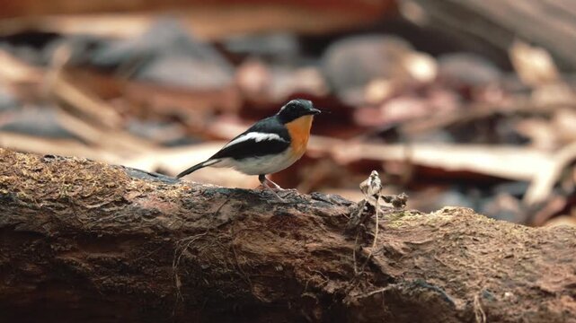 Rufous-chested Flycatcher in the tropical forests of Borneo