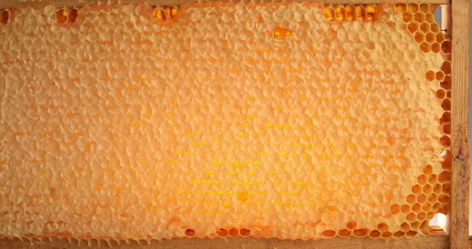 Wooden beehive frame with honeycombs close-up video. Combs full of honey sealed with wax caps.