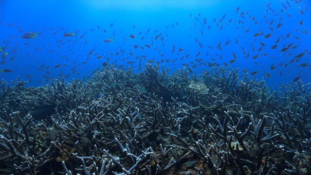 Close Up beautiful Coral Reef Underwater. From a scuba dive in Koh Tao in Thailand.