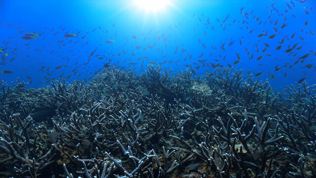 Close Up beautiful Coral Reef Underwater. From a scuba dive in Koh Tao in Thailand.