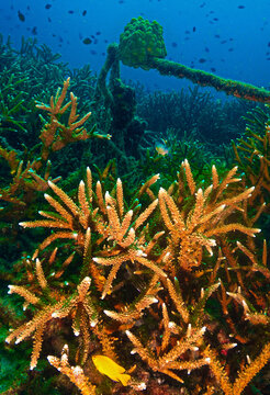 Close Up beautiful Coral Reef Underwater. From a scuba dive in Koh Tao in Thailand.