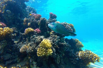 Tropical fish - parrotfish swimming over the coral reef. Shallow blue sea, fish and corals. Paradise under the sea, underwater photo from scuba diving. Marine life, travel photo, scuba trip. © blue-sea.cz