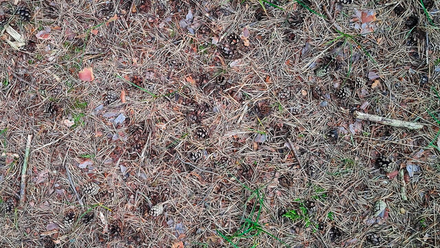 Forest litter as nature background.