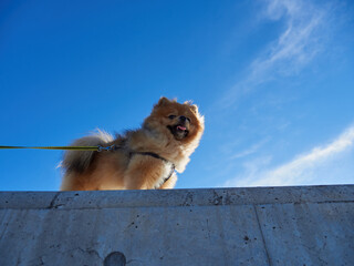海岸の堤防で遊んでいる可愛いポメラニアンの子犬の姿 © zheng qiang