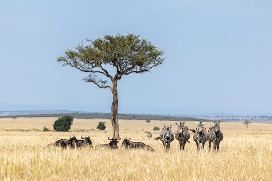 A group of plains zebras, Equus quagga, with white bearded wildebeest, Connochaetes taurinus, under a balenites tree. The grasslands of the Masai Mara Triangle, Kenya, with blue sky background.