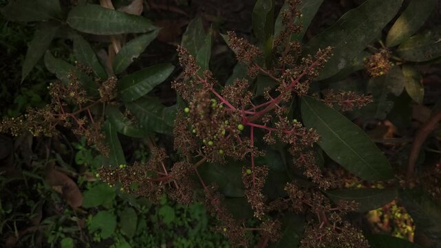 Close-up view of mango inflorescence (flower panicles) growing on a mango tree, featuring delicate dried flowers and tiny developing green mango fruits surrounded by natural foliage. 