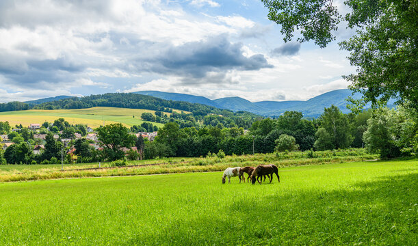 horses on a pasture in czech country land