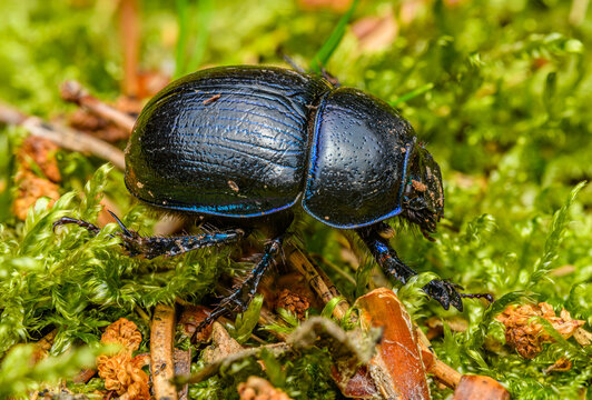 dor beetle (Anoplotrupes stercorosus) or dung beetle