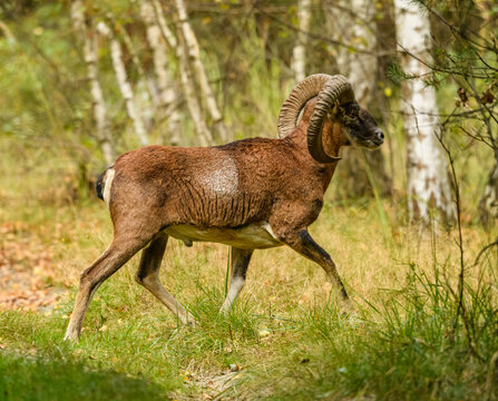 mouflon (Ovis aries musimon) running over path