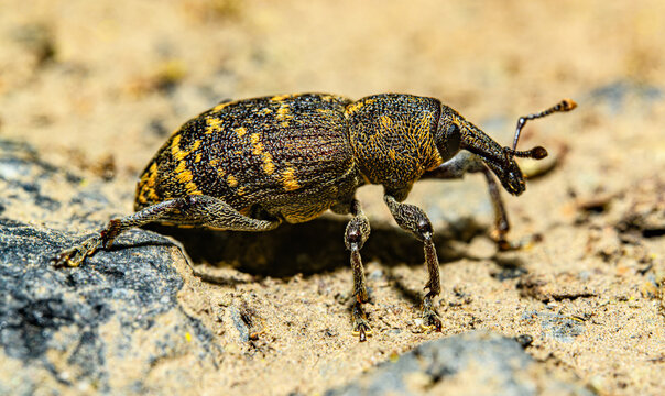 large pine weevil (Hylobius abietis) crawling on ground