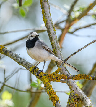 white wagtail (Motacilla alba) on branch
