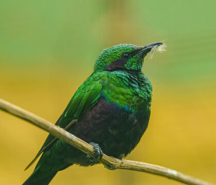 emerald starling (Lamprotornis iris) or iris glossy starling