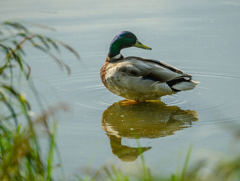mallard wild duck (Anas platyrhynchos) male standing in water