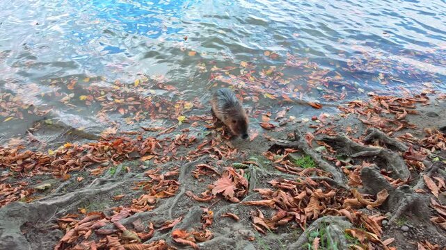 Slow motion, wet nutria emerges from the water and begins to thoroughly wash and comb its thick fur, at fall time. Coypu cleans its fur while sitting on riverbank strewn with autumn leaves.