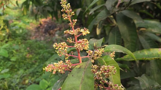 Close-up view of mango inflorescence (flower panicles) growing on a mango tree, featuring delicate dried flowers and tiny developing green mango fruits surrounded by natural foliage. 
