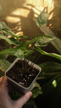 Vertical video. Woman spraying houseplant sygnonium. Home gardening, plants care