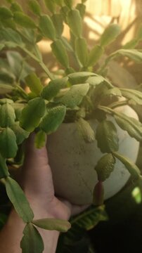 Vertical video. Woman spraying schlumbergera houseplant. Home gardening, plants care