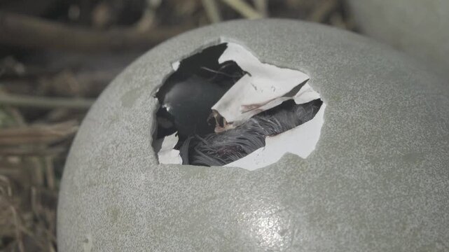 Process of hatching chick from an egg. Cygnet (Cygnus olor) cracked put amen, hard shell with egg tooth. Chick cracks shell around the perimeter of egg gradually. Bird nesting