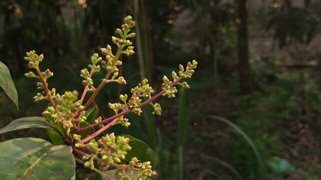 Close-up view of mango inflorescence (flower panicles) growing on a mango tree, featuring delicate dried flowers and tiny developing green mango fruits surrounded by natural foliage. 