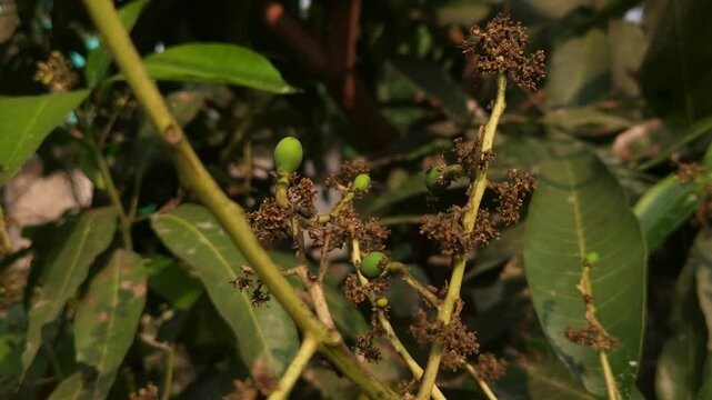 Close-up view of mango inflorescence (flower panicles) growing on a mango tree, featuring delicate dried flowers and tiny developing green mango fruits surrounded by natural foliage. 