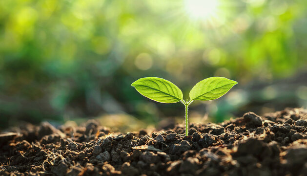 Tiny green sprout rises from rich soil
