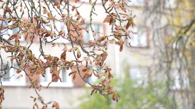 Tree branches carry curled and dried leaves beside a residential building, showing deteriorated foliage relevant to urban tree care and seasonal landscape inspections