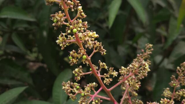 Close-up view of mango inflorescence (flower panicles) growing on a mango tree, featuring delicate dried flowers and tiny developing green mango fruits surrounded by natural foliage. 