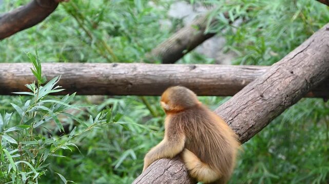 one little cute golden snub-nosed monkey play on wooden branches in the zoo