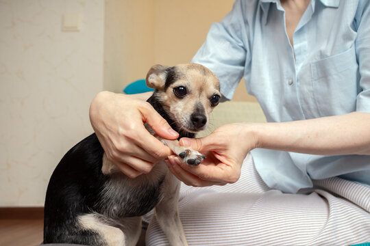 close view of a woman cradling a small dog's raised front paw in both hands, showing the pads and curved claws while the dog faces the camera during home grooming preparation