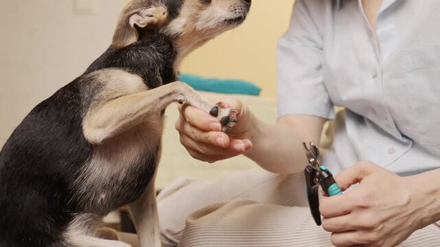 pet owner steadies a small dog's front paw and brings nail clippers toward the curved claws, showing the paw pads and cutting tool in close detail during home grooming