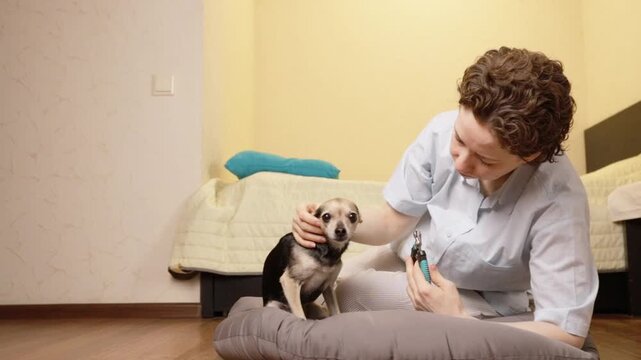 small dog sniffs the metal end of nail clippers held near its nose by a woman at home, exploring the grooming tool beside a gray cushioned bed during preparation