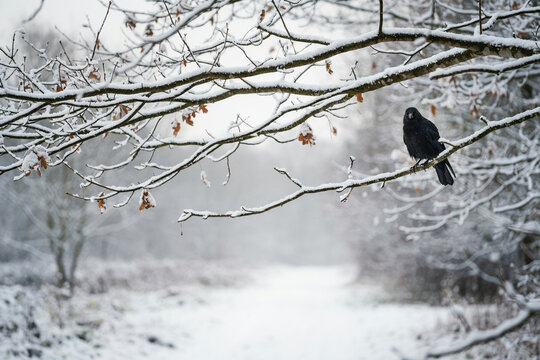 crow on snow background