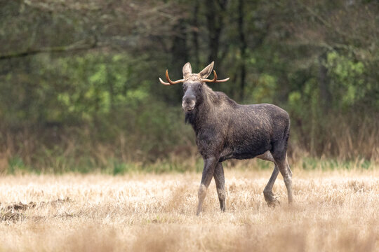 Young bull moose with small antlers walking across a golden field