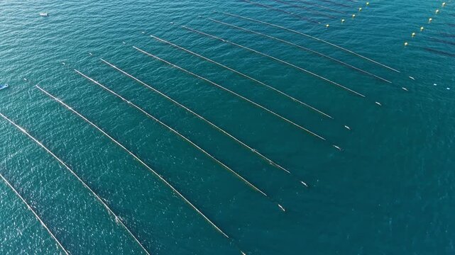 Rows of mussel farm lines and floats run across the water, seen from above during daylight, with no workers or boats visible.