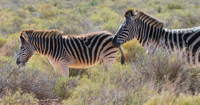 Zebras with their unique stripes stand out in their green and brown brush habitat.