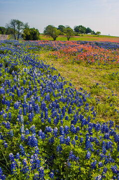 Bluebonnets and Indian Paintbrush Blooming on a Texas Hillside