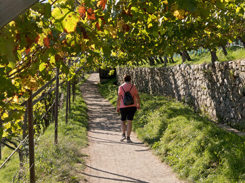 eine Frau mit Rucksack wandert auf einem Weg durch die Weinberge
