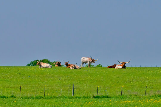 Longhorn Steers Resting on a Texas Hillside