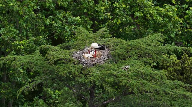 Aerial view of white stork with chicks in nest on treetop Emporda