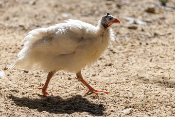 White female guinea fowl walks on dry soil © schankz